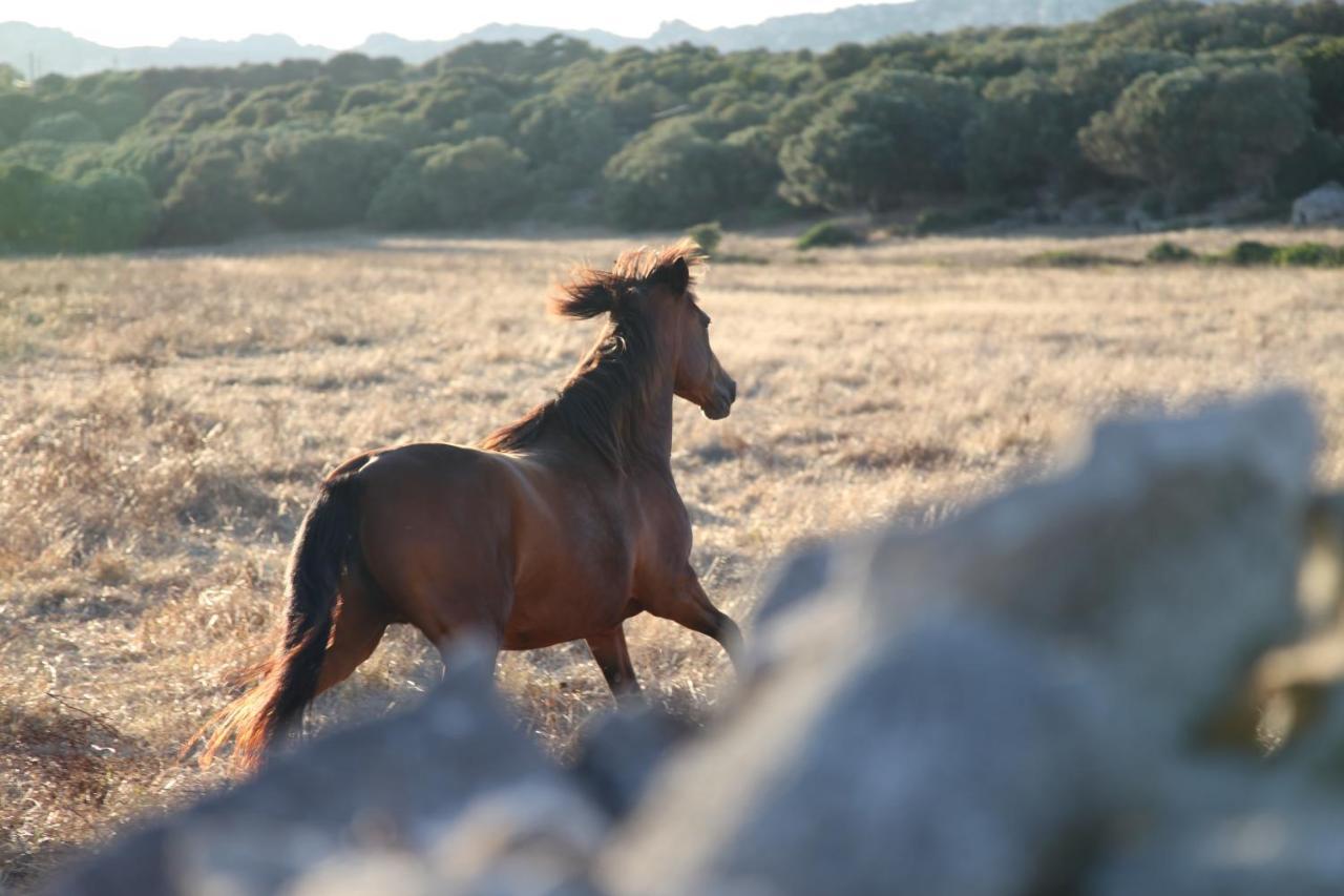 A Loghja Di Cavallo Morto Bonifacio  Kültér fotó